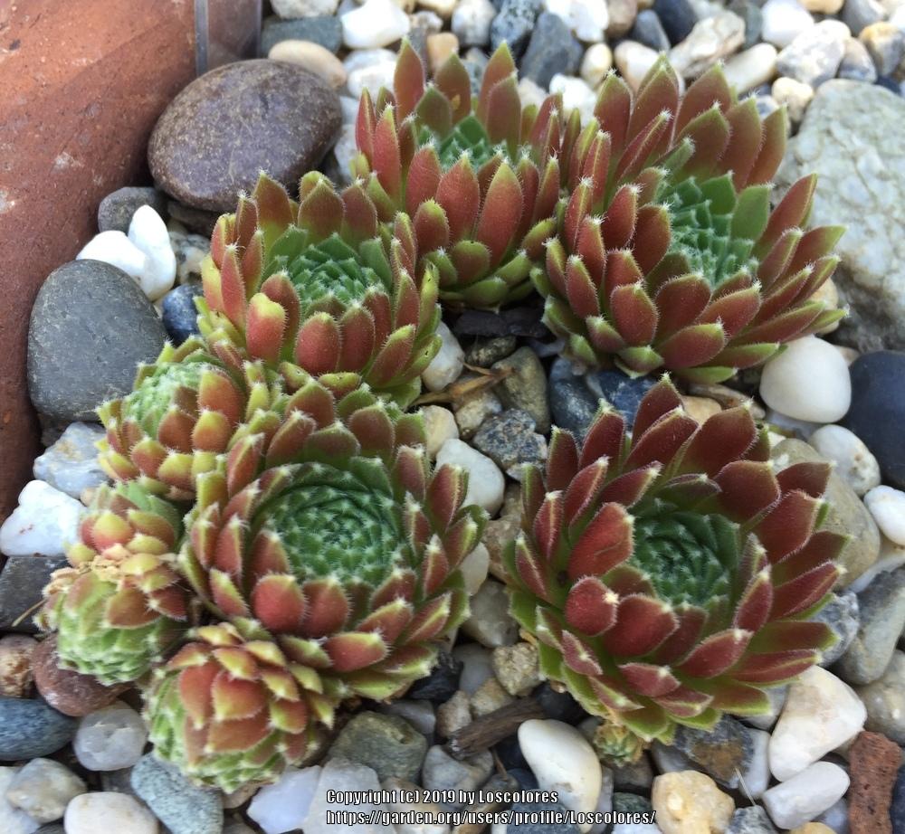 Photo of Hen and Chicks (Sempervivum 'Anne Marie') uploaded by Loscolores