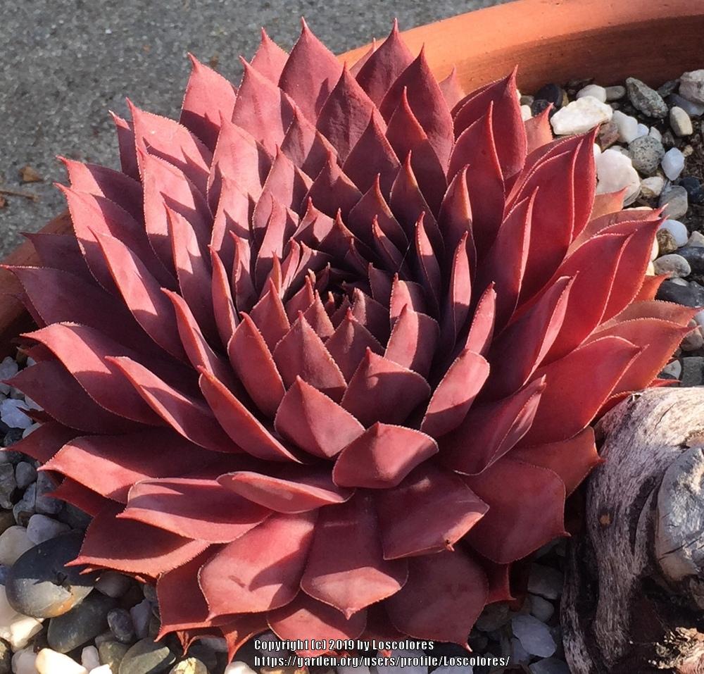 Photo of Hen and Chicks (Sempervivum 'Flamingo') uploaded by Loscolores