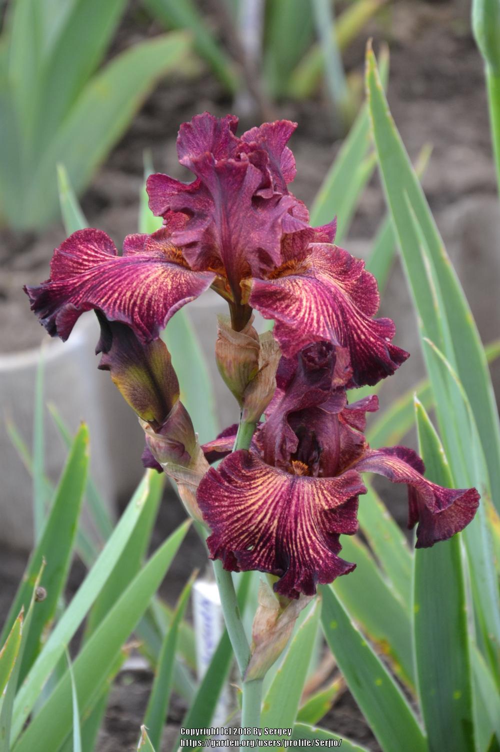 Photo of Tall Bearded Iris (Iris 'Double Vision') uploaded by Serjio