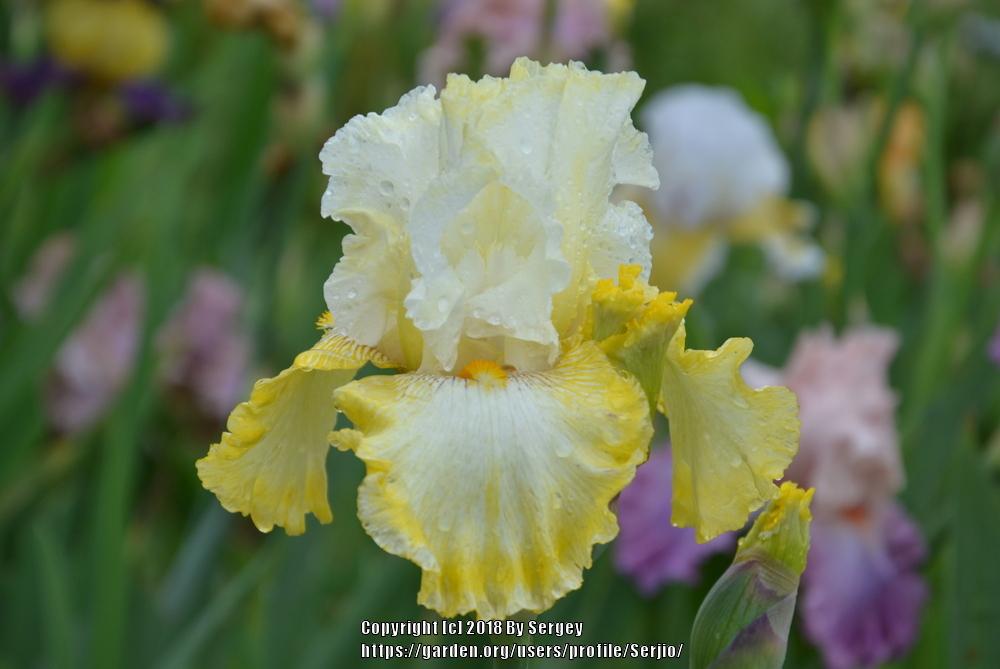 Photo of Tall Bearded Iris (Iris 'Double Ringer') uploaded by Serjio