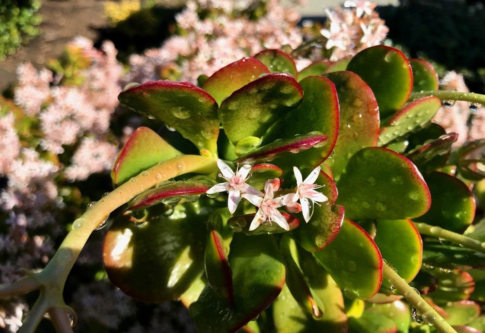 Photo of Jade Plant (Crassula ovata) uploaded by _Bleu_