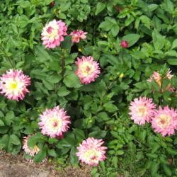 Location: Dahlia garden - full sun - zone 7
Date: 2018-10-06
Excellent plant. Loaded with blooms.