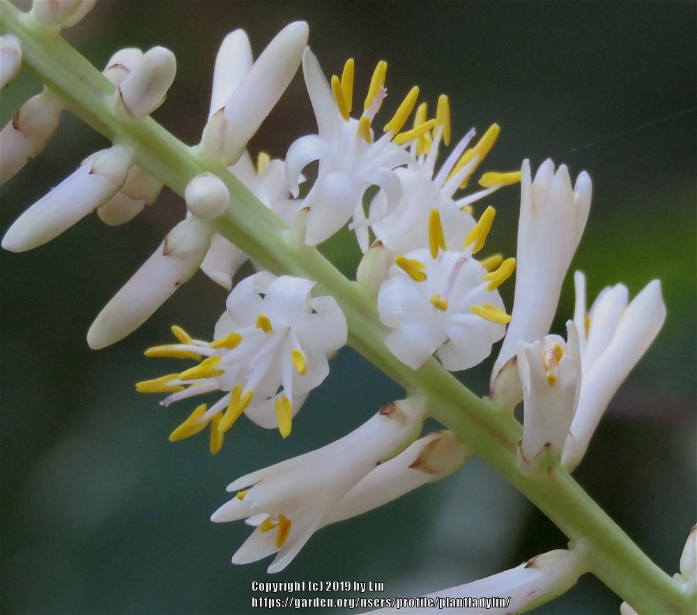 Photo of Ti Plant (Cordyline fruticosa 'Tricolor') uploaded by plantladylin
