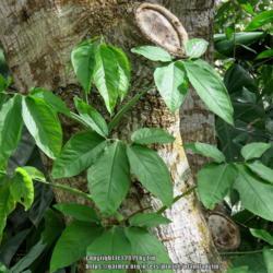 Location: Sebastian,  Florida
Date: 2019-01-08
Mature leaves of Arrowhead Vine (Syngonium podophyllum)