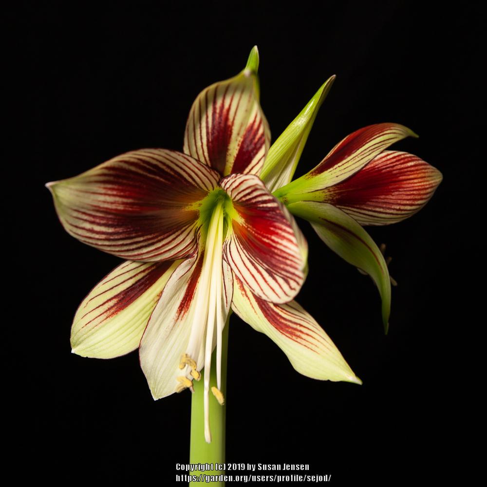 Photo of Butterfly Amaryllis (Hippeastrum papilio) uploaded by sejod