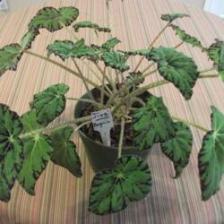 Location: My house
Date: 2018-11-14
tabbycat's 'Jive' begonia house plant