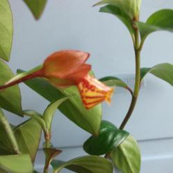 Location: My house plant
Date: 2018-12-17
This unique flower appeared out of orange bracts