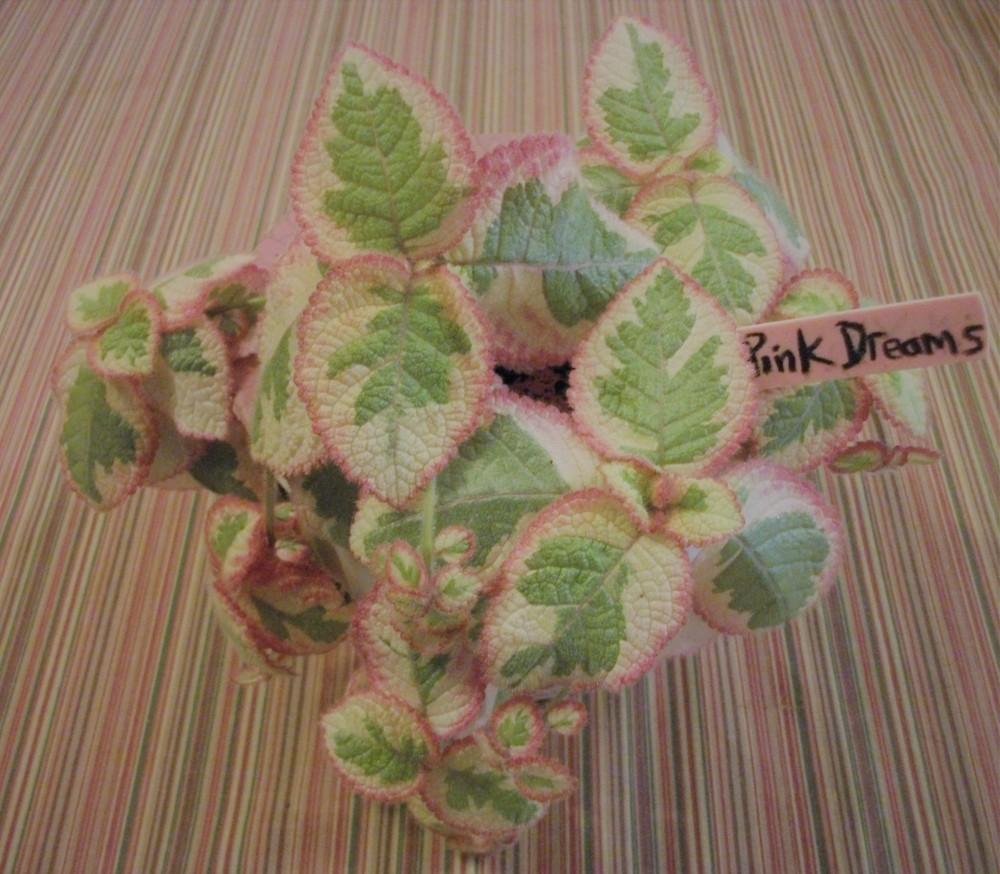 Photo of Episcia 'Pink Dreams' uploaded by tabbycat