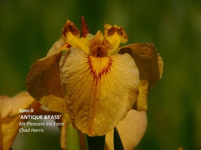 Photo of Species X Iris (Iris 'Antique Brass') uploaded by Lestv