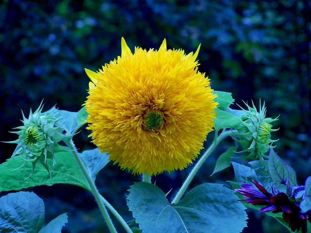 Photo of Dwarf Sunflower (Helianthus annuus 'Teddy Bear') uploaded by _Bleu_