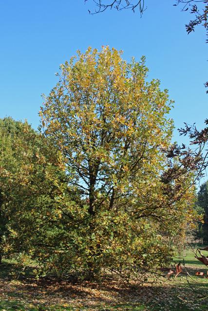 Photo of Bur Oak (Quercus macrocarpa) uploaded by RuuddeBlock