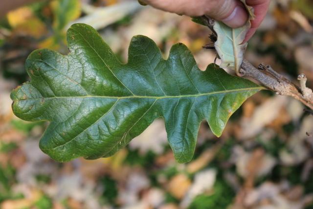 Photo of Bur Oak (Quercus macrocarpa) uploaded by RuuddeBlock