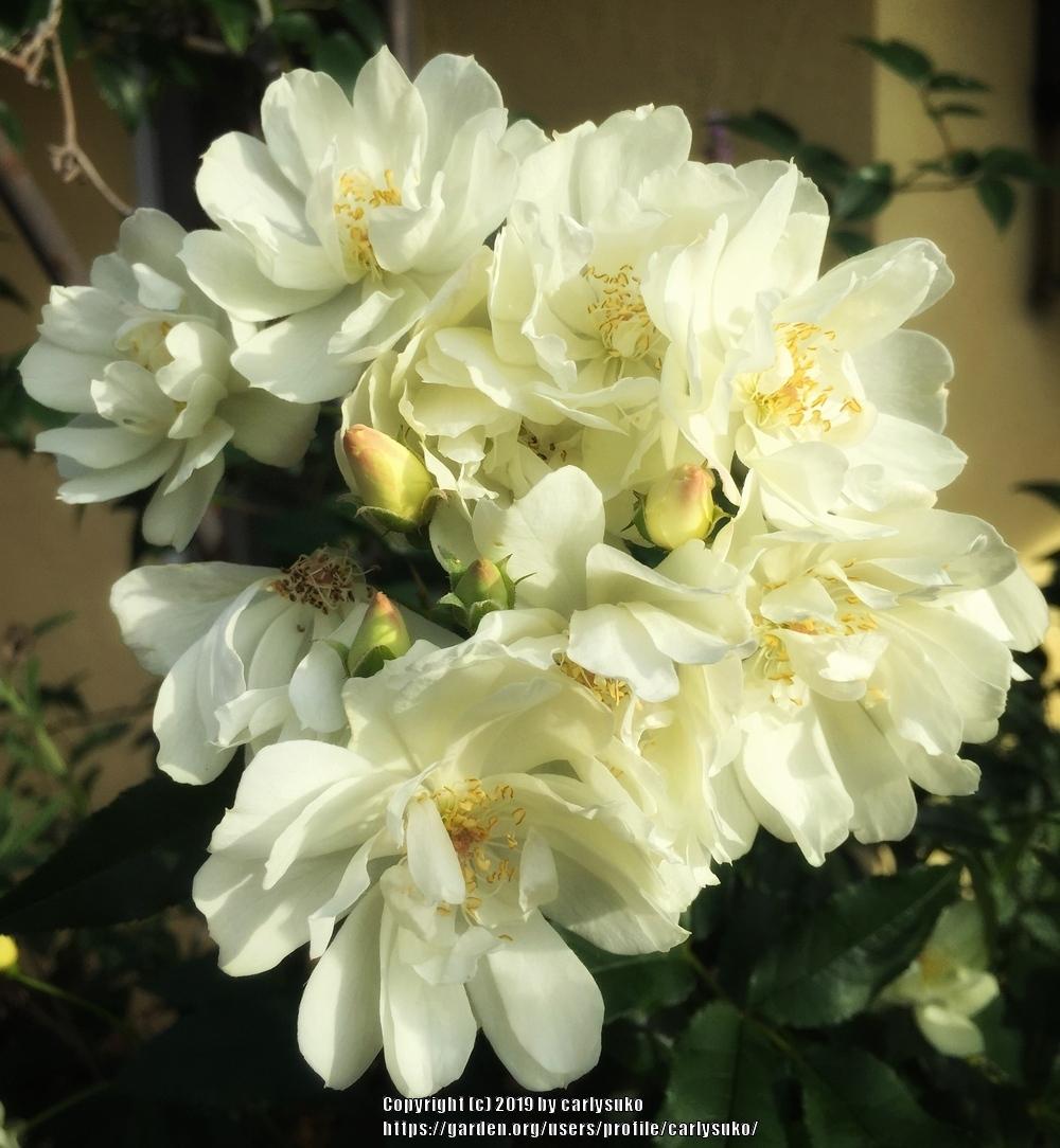 Photo of Rose (Rosa banksiae 'Purezza') uploaded by carlysuko