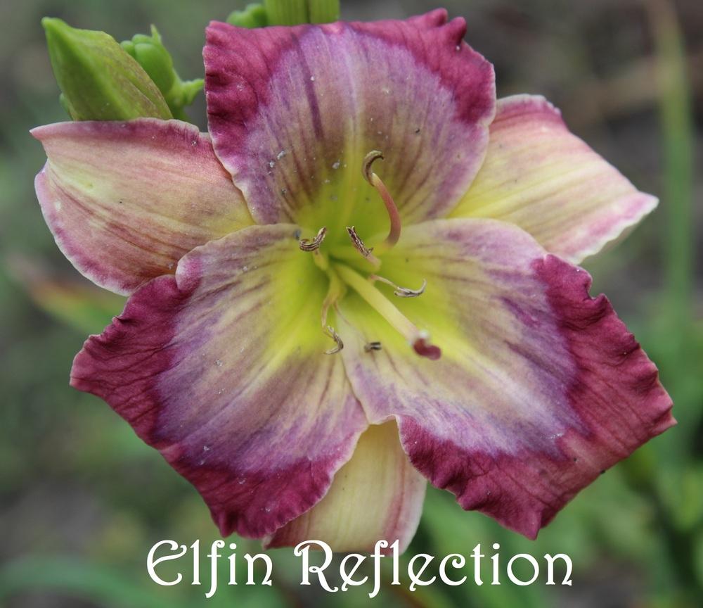 Photo of Daylily (Hemerocallis 'Elfin Reflection') uploaded by ppmansfield