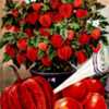 plant sold as The Chinese Lantern Plant (Physalis Franchetti.)