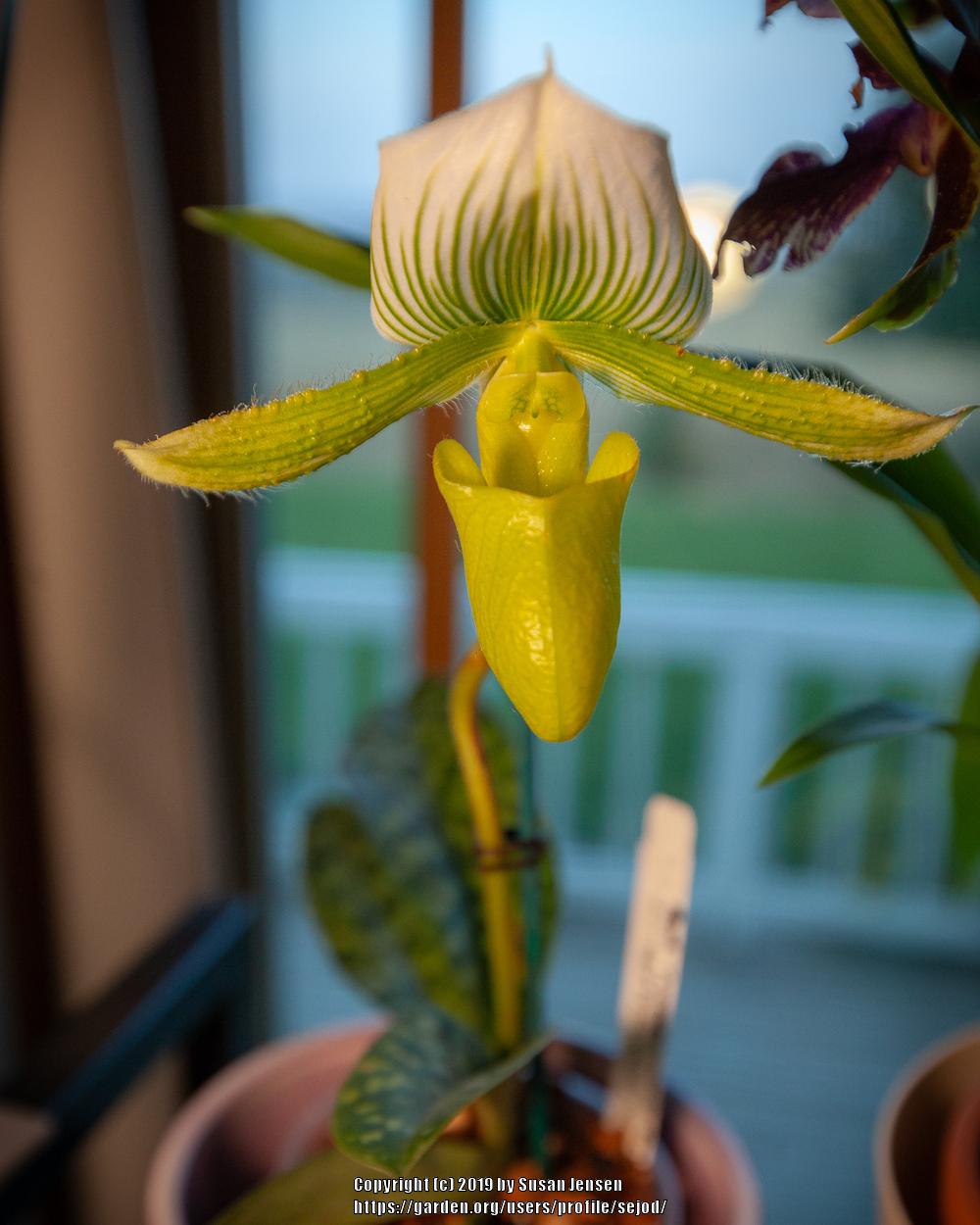 Photo of Orchid (Paphiopedilum Hsinying Majakun) uploaded by sejod