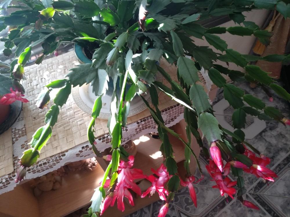 Photo of Christmas Cactus (Schlumbergera truncata) uploaded by sangel