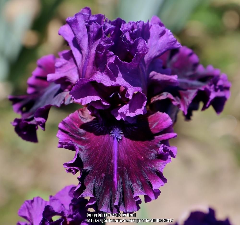 Photo of Tall Bearded Iris (Iris 'Darktonian') uploaded by ARUBA1334