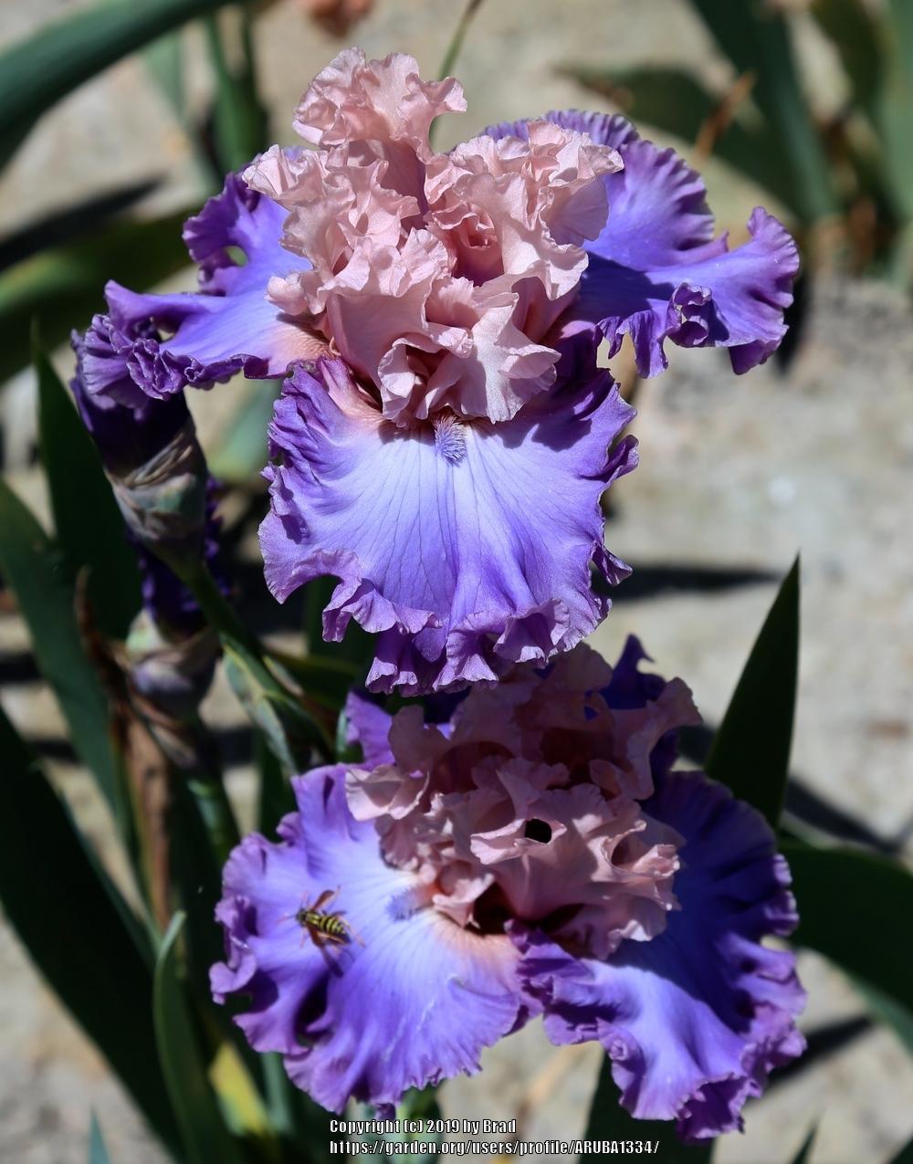 Photo of Tall Bearded Iris (Iris 'Share the Love') uploaded by ARUBA1334