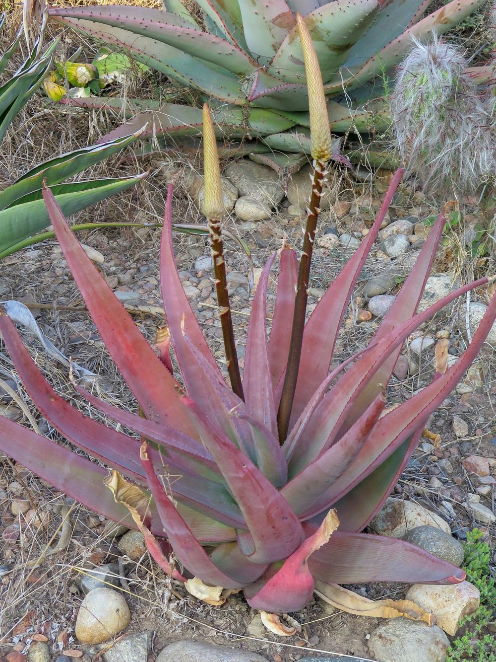 Photo of Bullock's Bottle Brush Aloe (Aloe tauri) uploaded by Baja_Costero