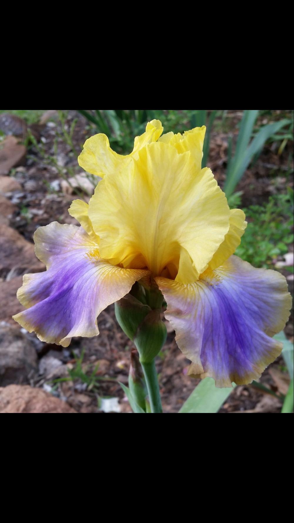 Photo of Tall Bearded Iris (Iris 'Can Can Dancer') uploaded by FAIRYROSE