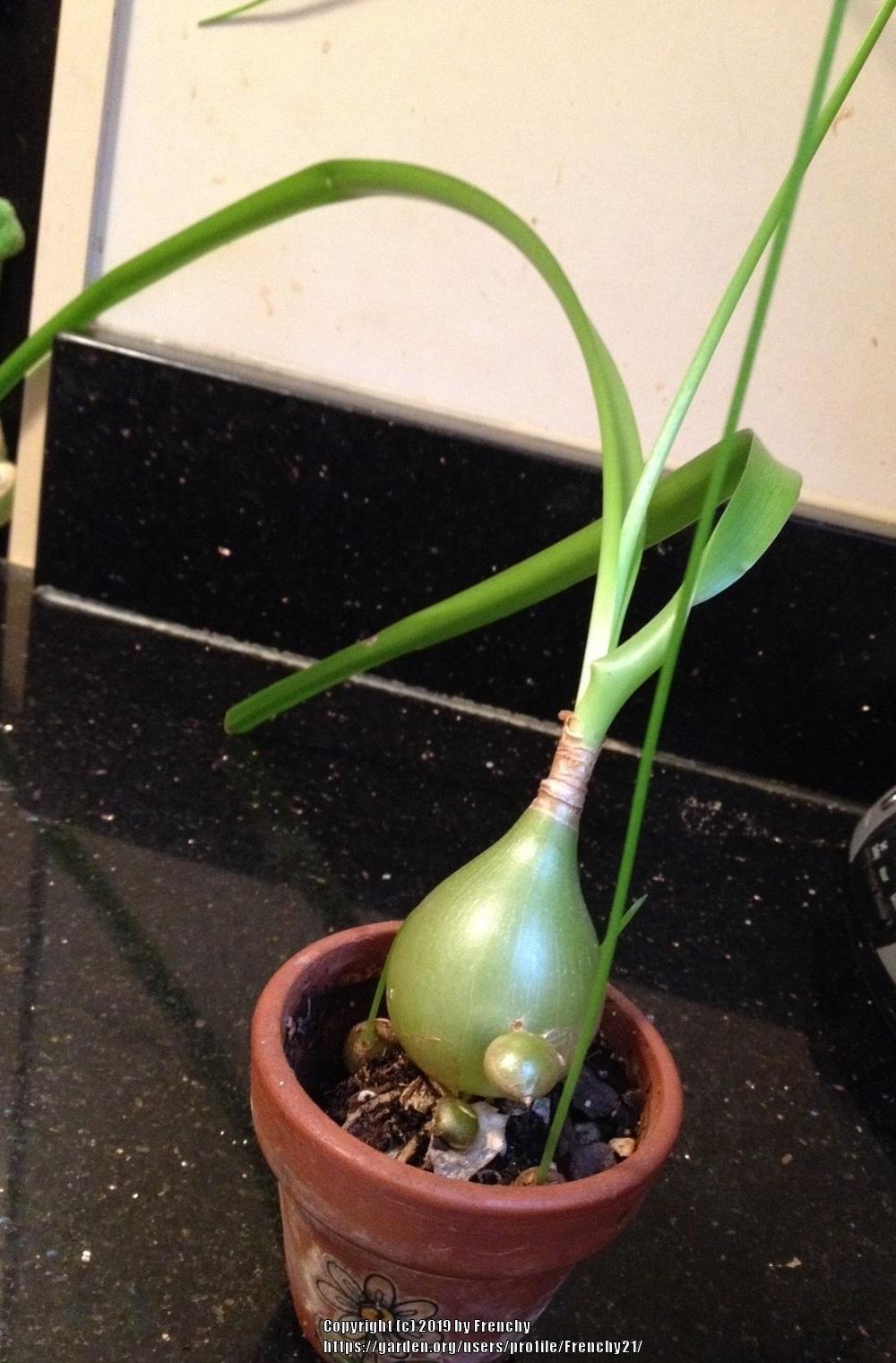 Photo of Pregnant Onion (Albuca bracteata) uploaded by Frenchy21