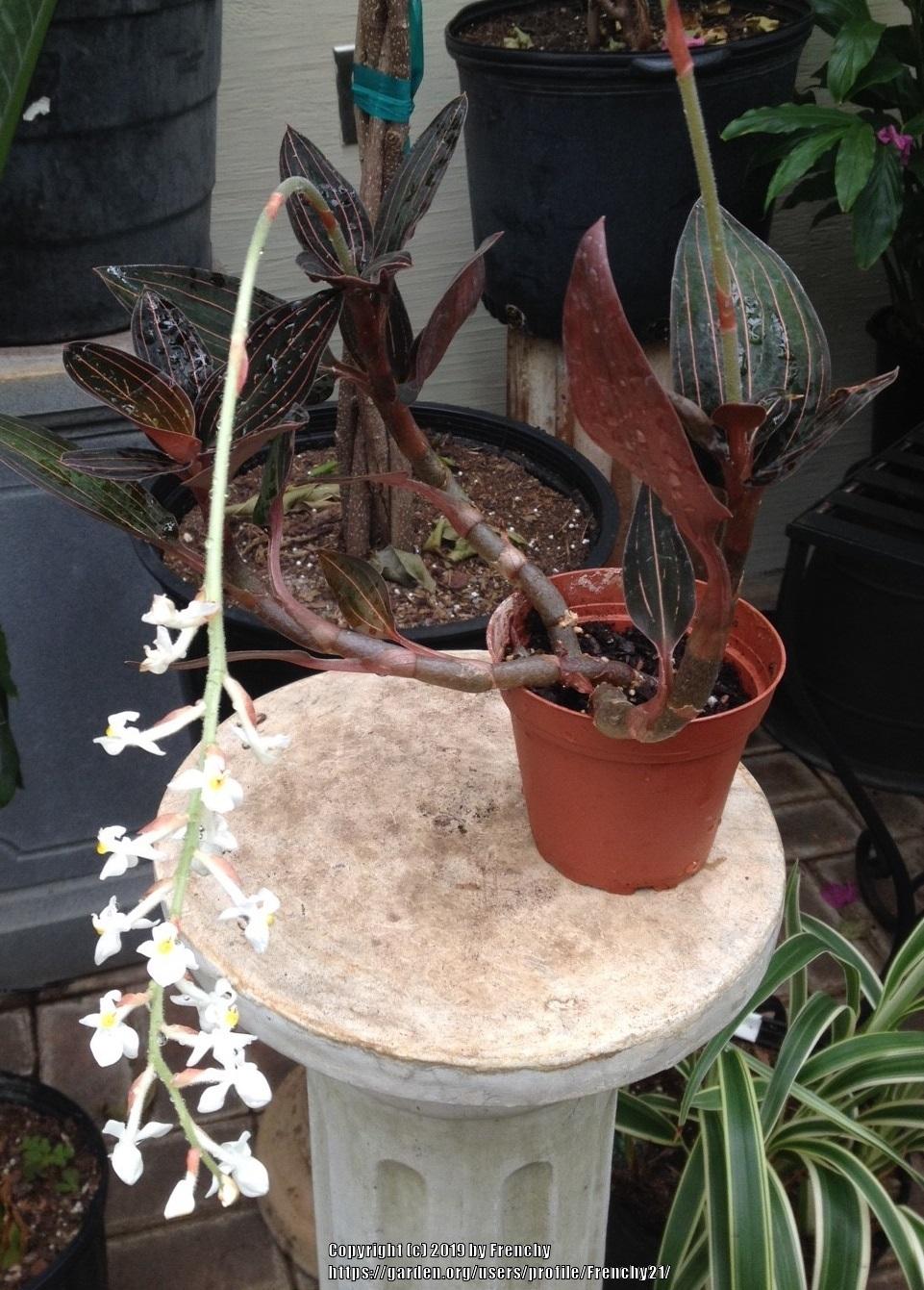 Photo of Jewel Orchid (Ludisia discolor) uploaded by Frenchy21