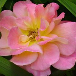 Location: Riverview, Robson, B.C.
Date: 2006-06-29
- Growing in poor soil and in shade, the Peace Rose still shines 