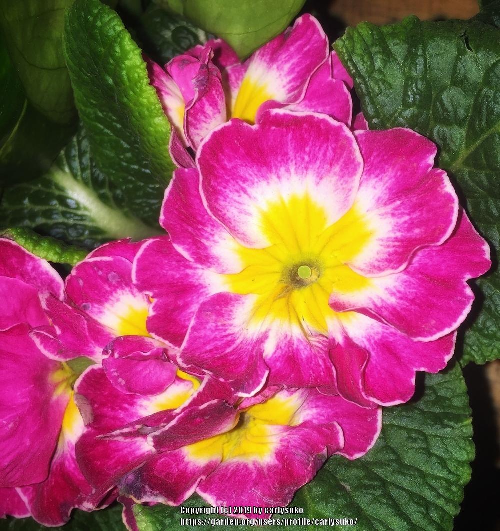 Photo of Primroses (Primula) uploaded by carlysuko
