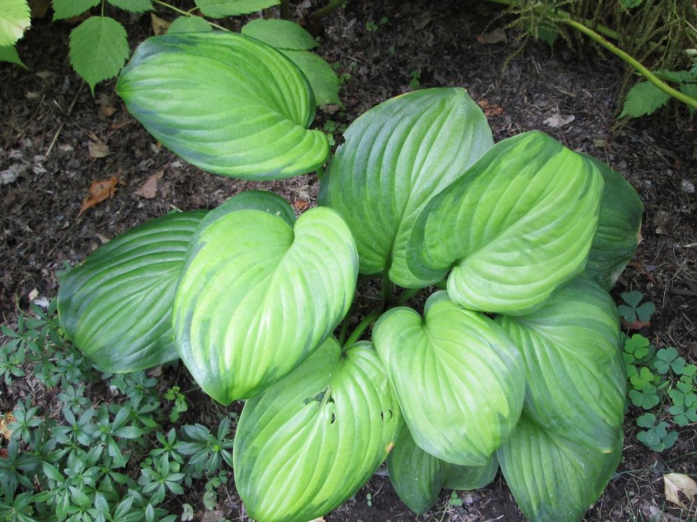 Photo of Hosta 'Guacamole' uploaded by lauribob