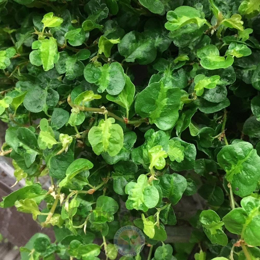 Photo of Creeping Fig (Ficus pumila 'Curly') uploaded by BlueOddish