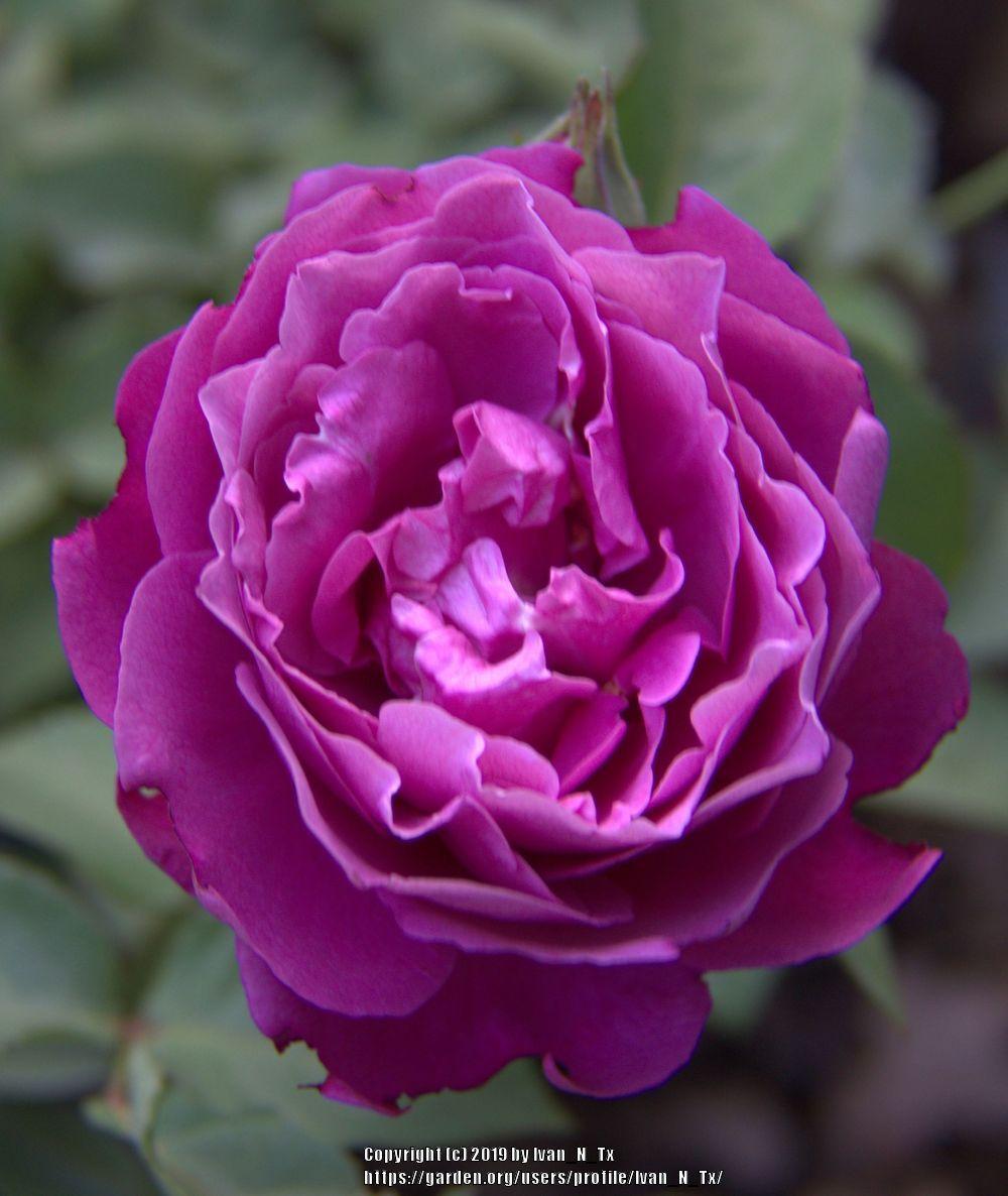 Photo of Rose (Rosa 'Heirloom') uploaded by Ivan_N_Tx