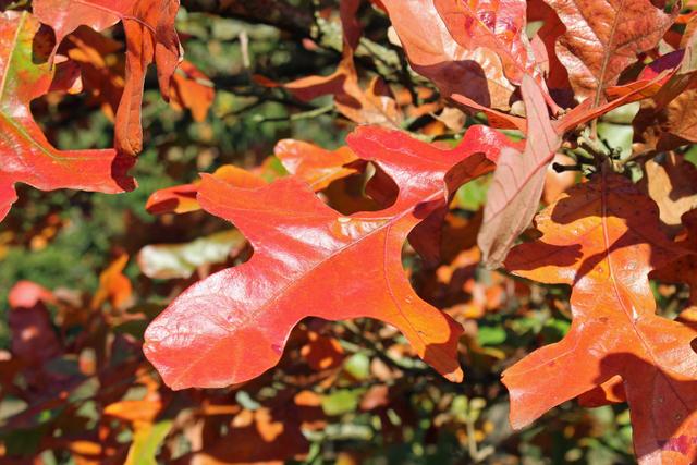 Photo of Post Oak (Quercus stellata) uploaded by RuuddeBlock