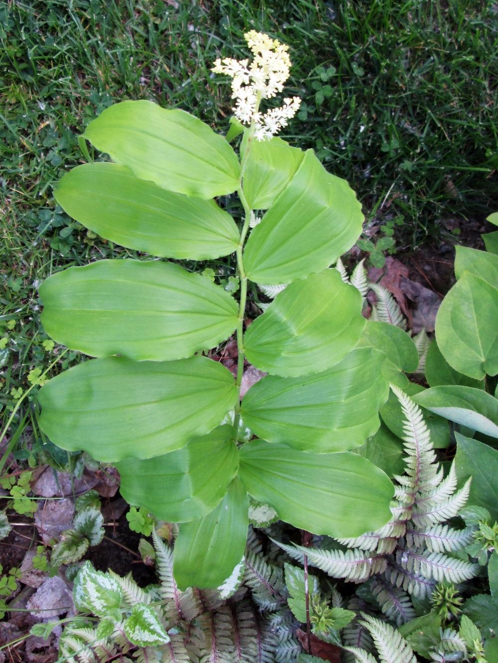 Photo of False Solomon's Seal (Maianthemum racemosum) uploaded by lauribob