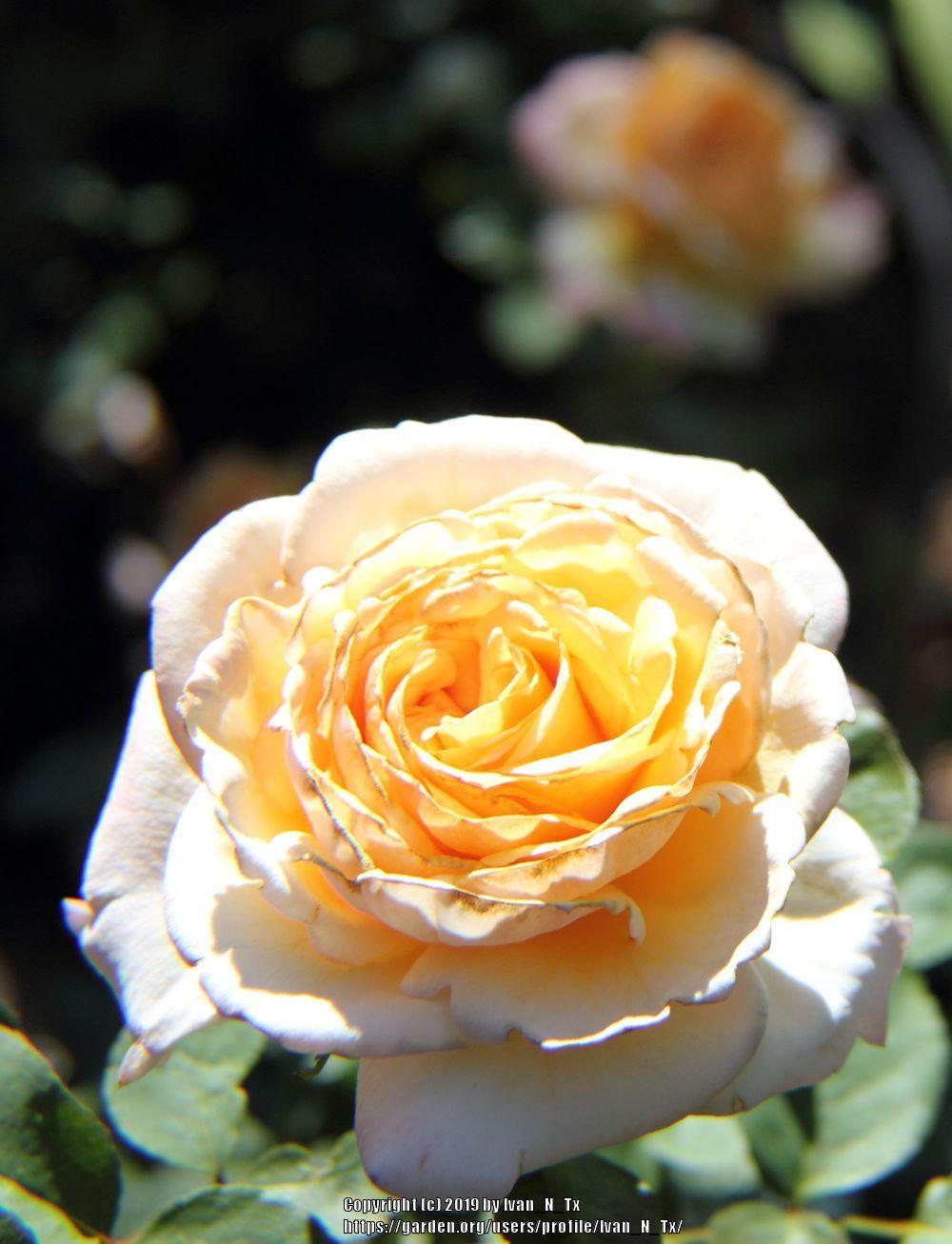 Photo of Rose (Rosa 'Tahitian Sunset') uploaded by Ivan_N_Tx