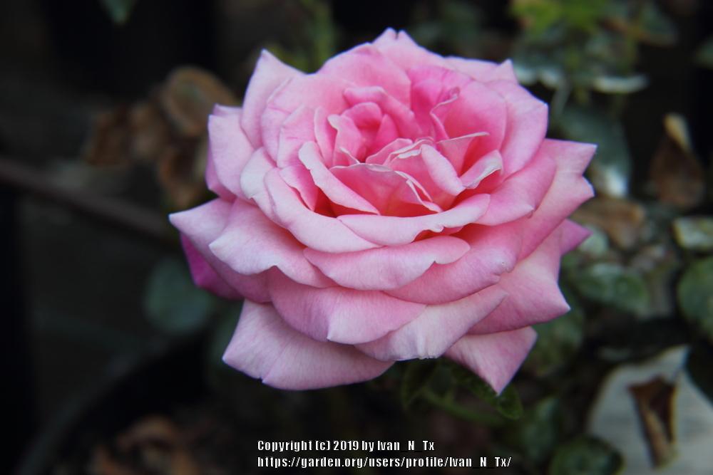 Photo of Hybrid Tea Rose (Rosa 'Tiffany') uploaded by Ivan_N_Tx