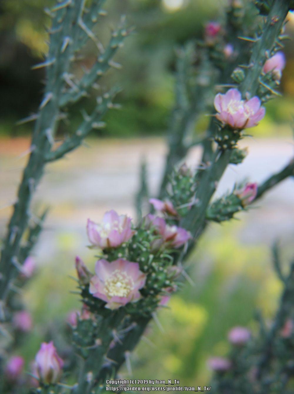 Photo of Klein's Pencil Cactus (Cylindropuntia kleiniae) uploaded by Ivan_N_Tx