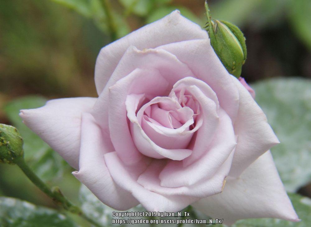 Photo of Rose (Rosa 'Koelner Karneval') uploaded by Ivan_N_Tx