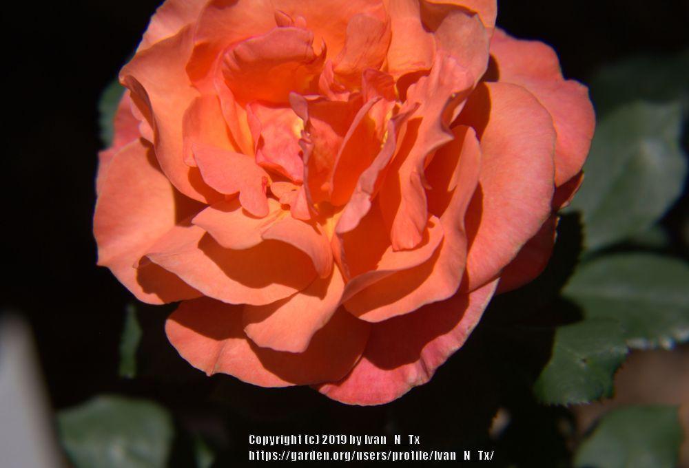 Photo of Rose (Rosa 'Sedona') uploaded by Ivan_N_Tx