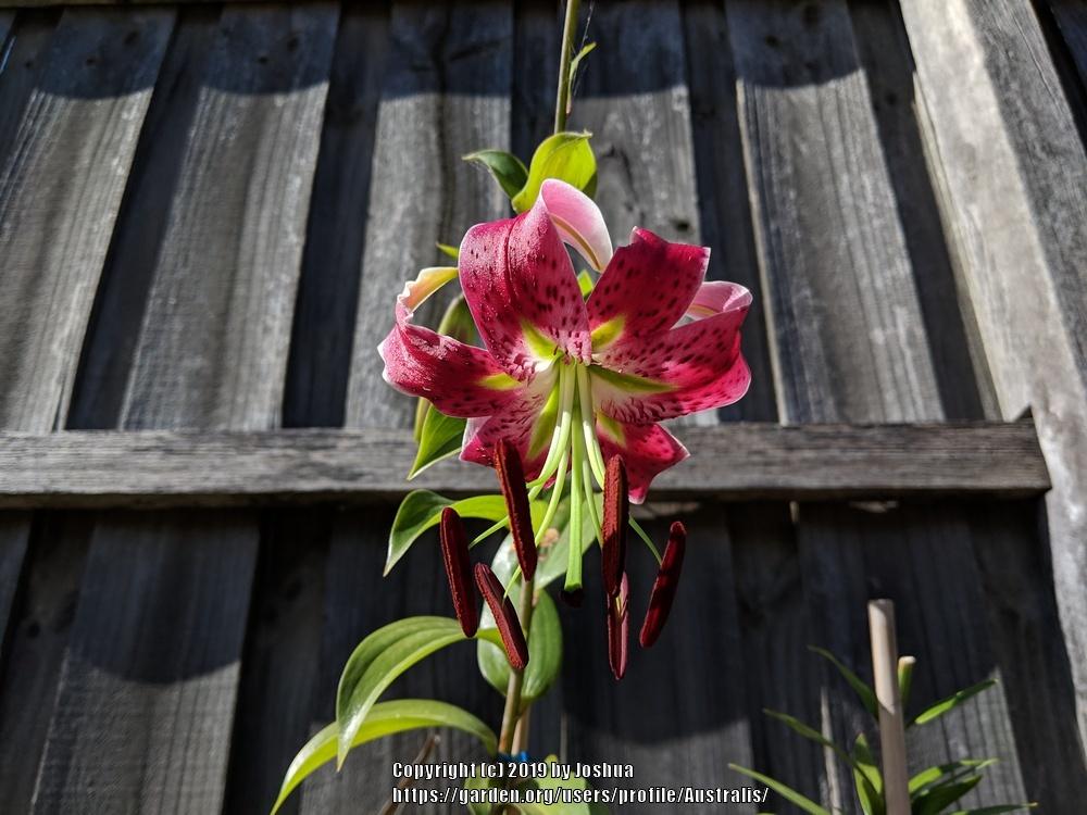 Photo of Lily (Lilium 'Scarlet Delight') uploaded by Australis