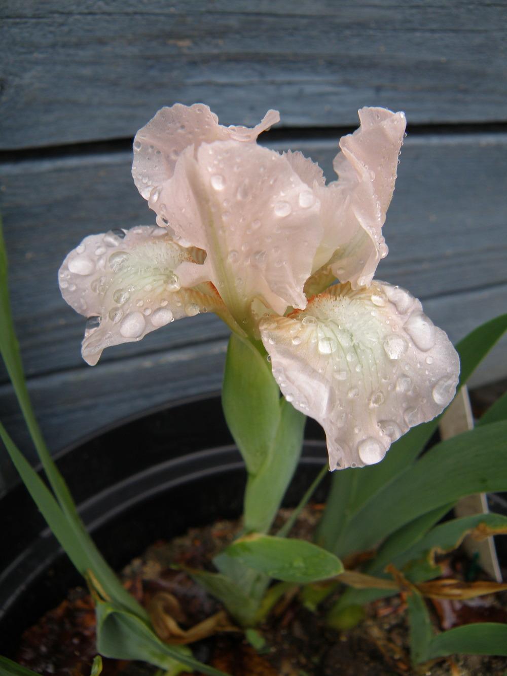 Photo of Standard Dwarf Bearded Iris (Iris 'Lili') uploaded by IrisLilli