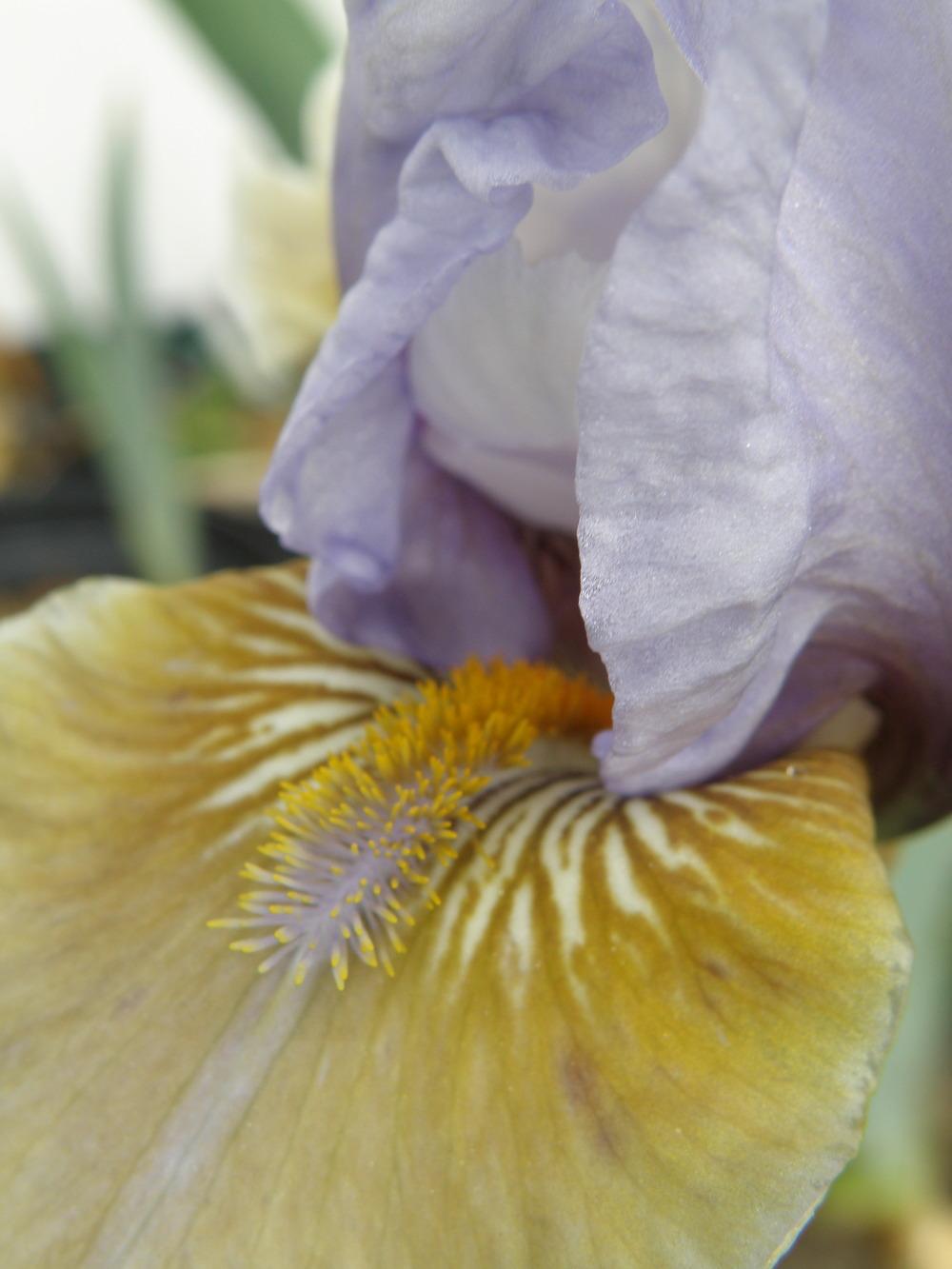 Photo of Intermediate Bearded Iris (Iris 'Captain Indigo') uploaded by IrisLilli