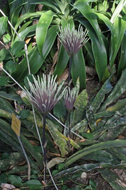 Photo of Sansevieria (Dracaena pethera var. pulchra) uploaded by RuuddeBlock