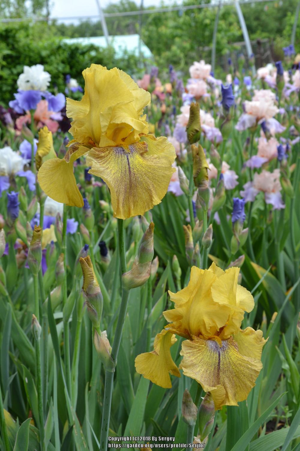 Photo of Tall Bearded Iris (Iris 'Desert Echo') uploaded by Serjio