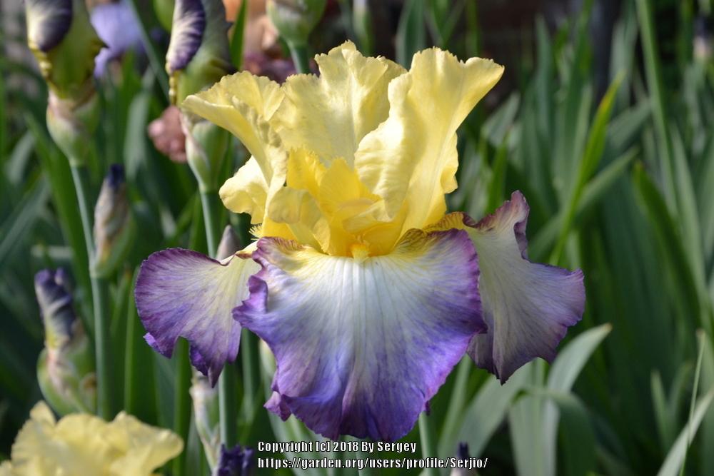 Photo of Tall Bearded Iris (Iris 'Designer's Art') uploaded by Serjio