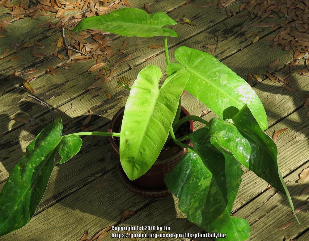 Photo of Philodendron 'Jose Buono' uploaded by plantladylin