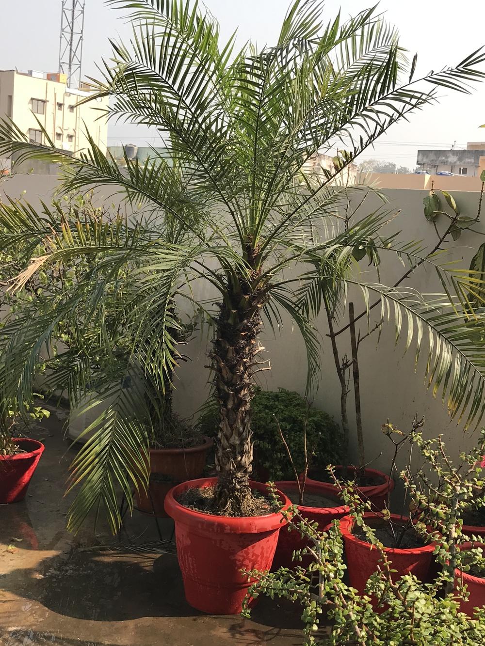 Photo of Pygmy Date Palm (Phoenix roebelenii) uploaded by queen1694