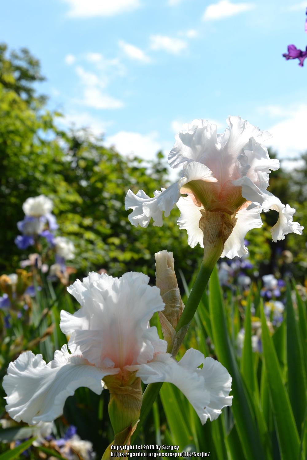 Photo of Tall Bearded Iris (Iris 'Drifting Bubbles') uploaded by Serjio