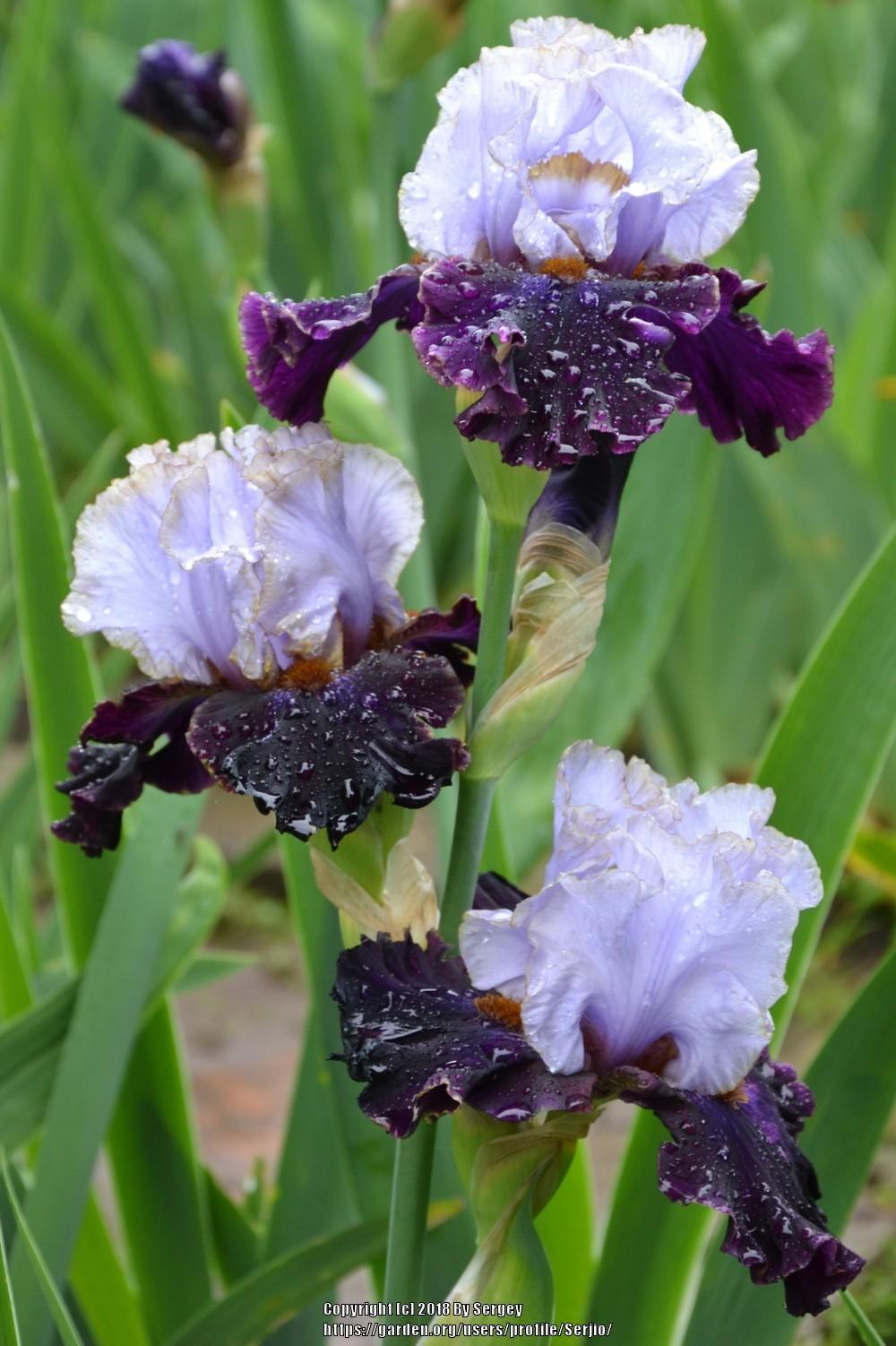 Photo of Tall Bearded Iris (Iris 'Edge of the World') uploaded by Serjio
