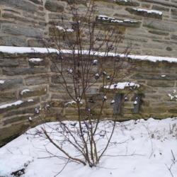 Location: Wayne, Pennsylvania
Date: 2019-01-13
mature shrub in winter